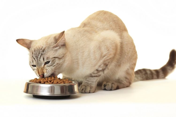 Bien nourrir son chat : tout savoir